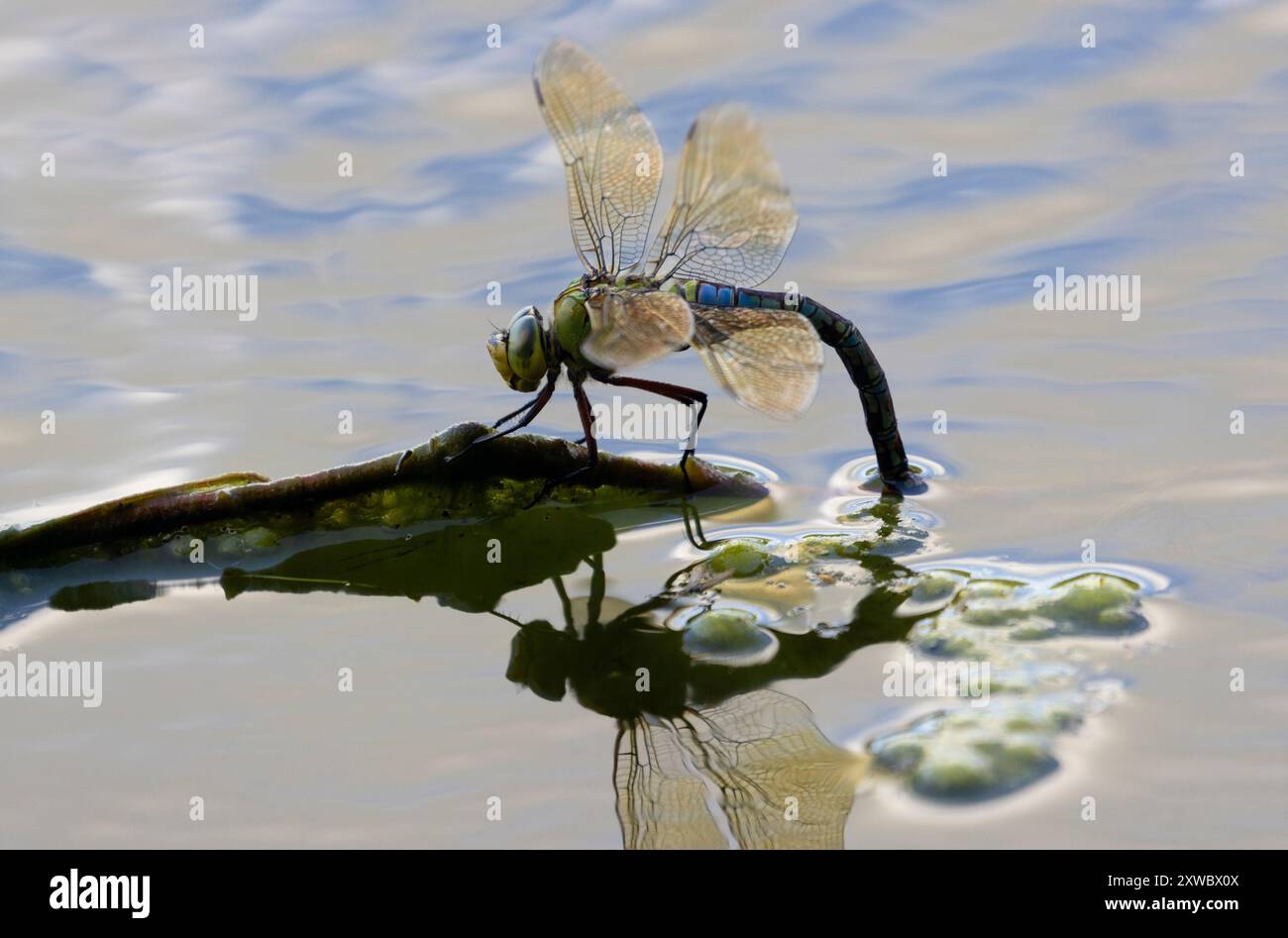 Femmina Imperatore libellula ovaiola (uova deposte) Foto Stock