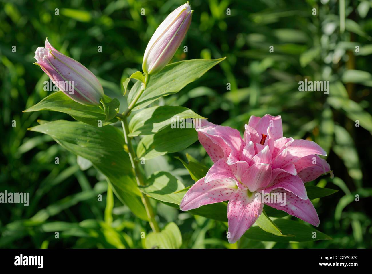 Lilium Rosely Mila (jardin du ruisseau de l'église 2024) Foto Stock