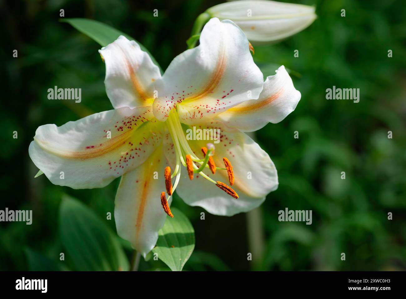 Festa del salmone di lilium (jardin du ruisseau de l'église 2024) Foto Stock