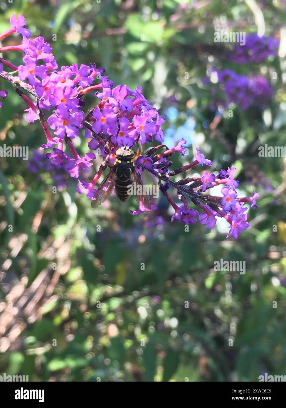 Eastern Hornet Fly (Spilomyia longicornis) Insecta Foto Stock