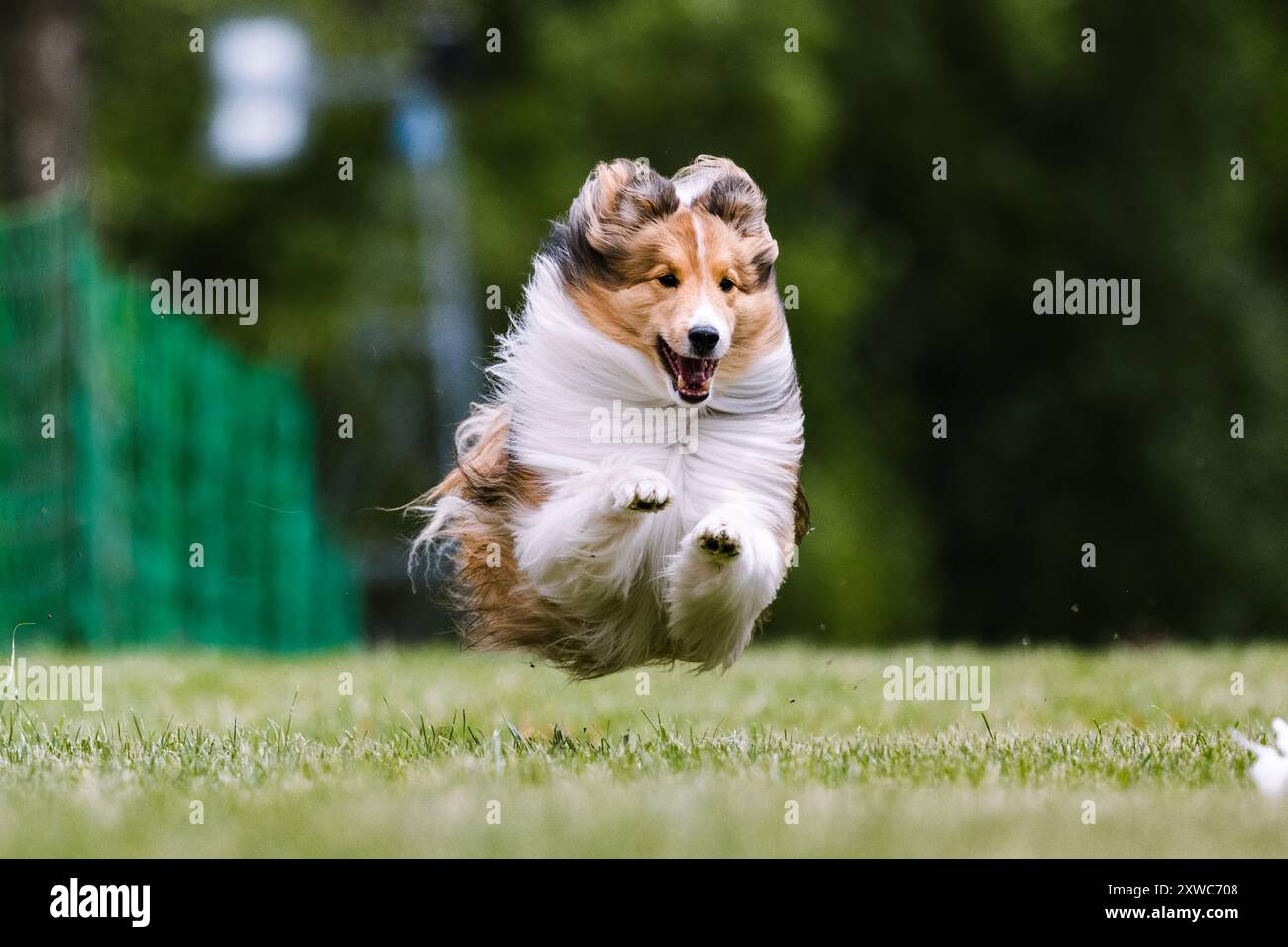 Shetland Sheepdog Sheltie Dog Running Lure Course Dog sport Foto Stock