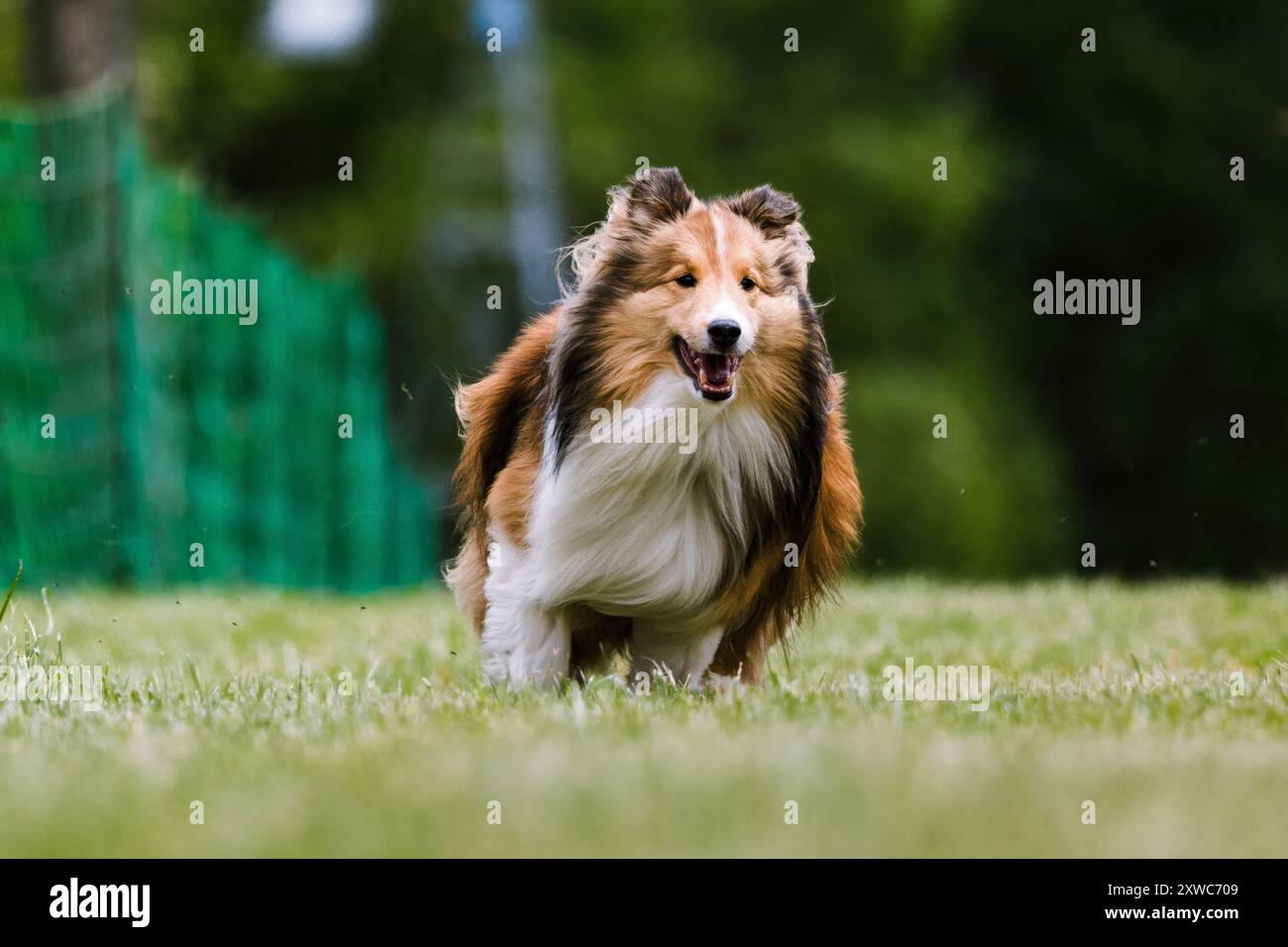 Shetland Sheepdog Sheltie Dog Running Lure Course Dog sport Foto Stock
