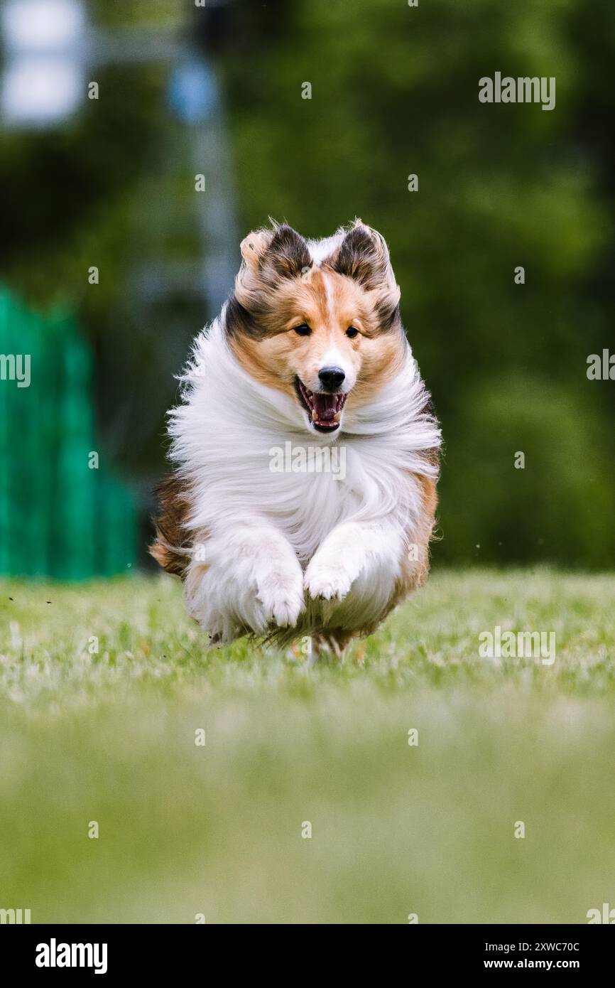 Shetland Sheepdog Sheltie Dog Running Lure Course Dog sport Foto Stock