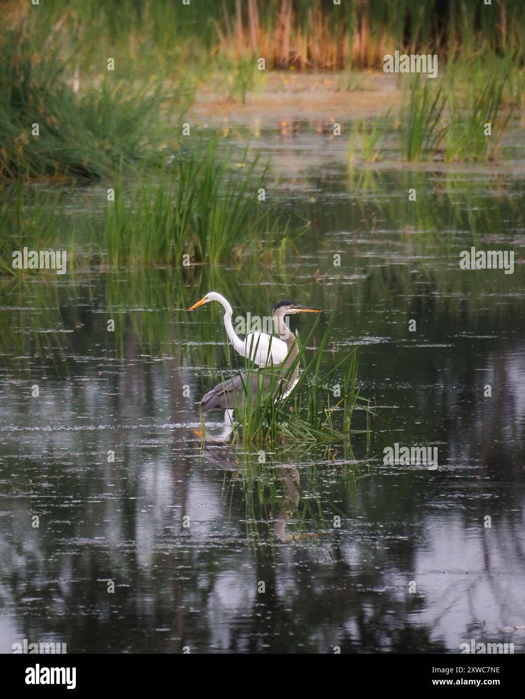 Heron e egret bianco in una palude paludosa il giorno d'estate. Foto Stock