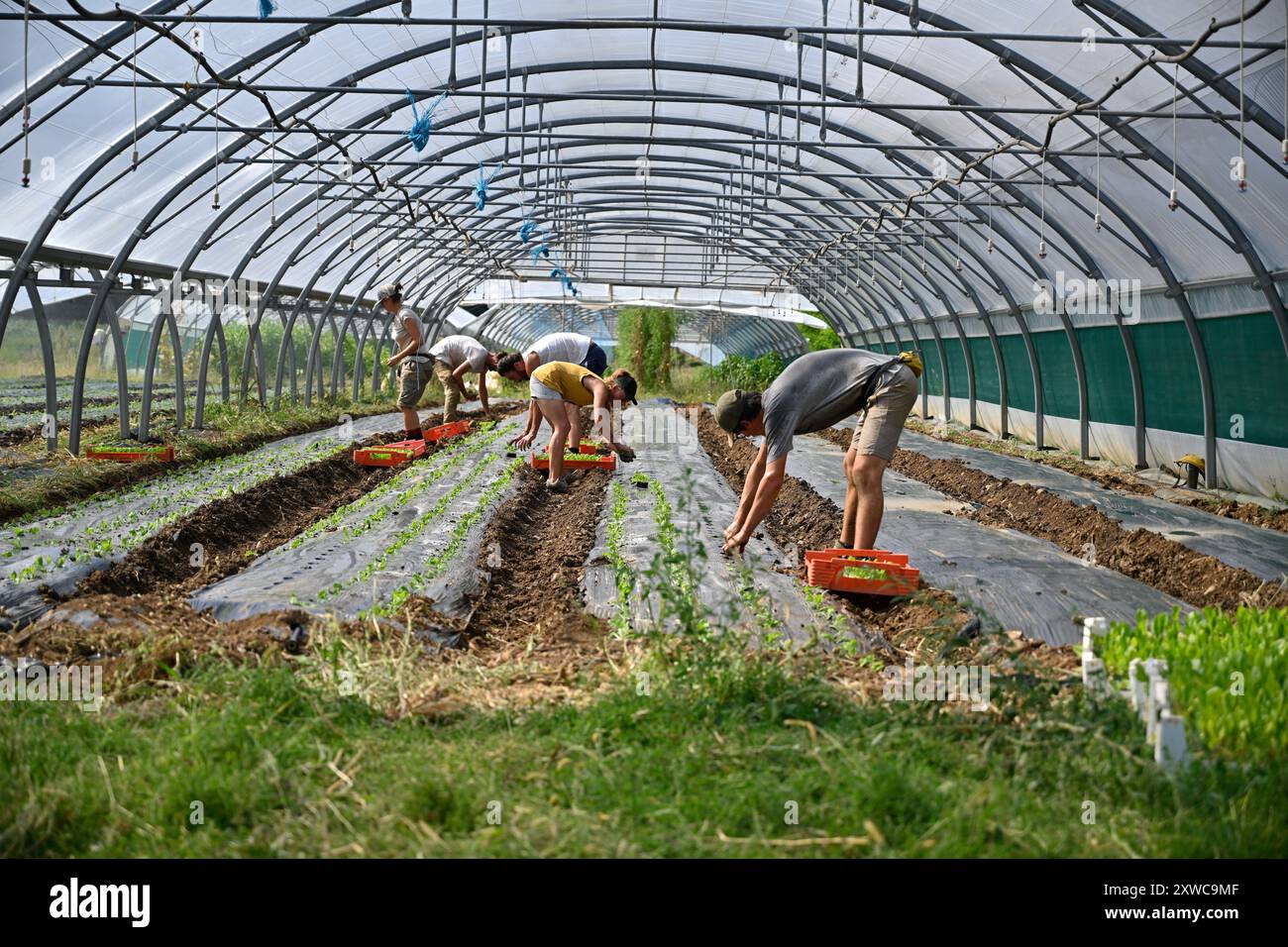 Curis-au-Mont-d'Or (Francia centro-orientale): Azienda “GAEC la Boule d'Or”. Coltivazione di frutta e verdura biologica al 100% sotto serre. Piante un Foto Stock