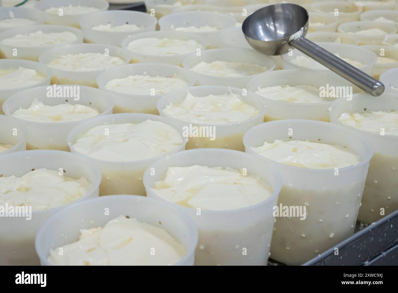 Villers-sur-Auchy (Francia settentrionale): Cheesemonger Jean-Marie Beaudoin. Produzione e vendita di formaggio biologico dell'azienda agricola. Drenaggio del formaggio Foto Stock