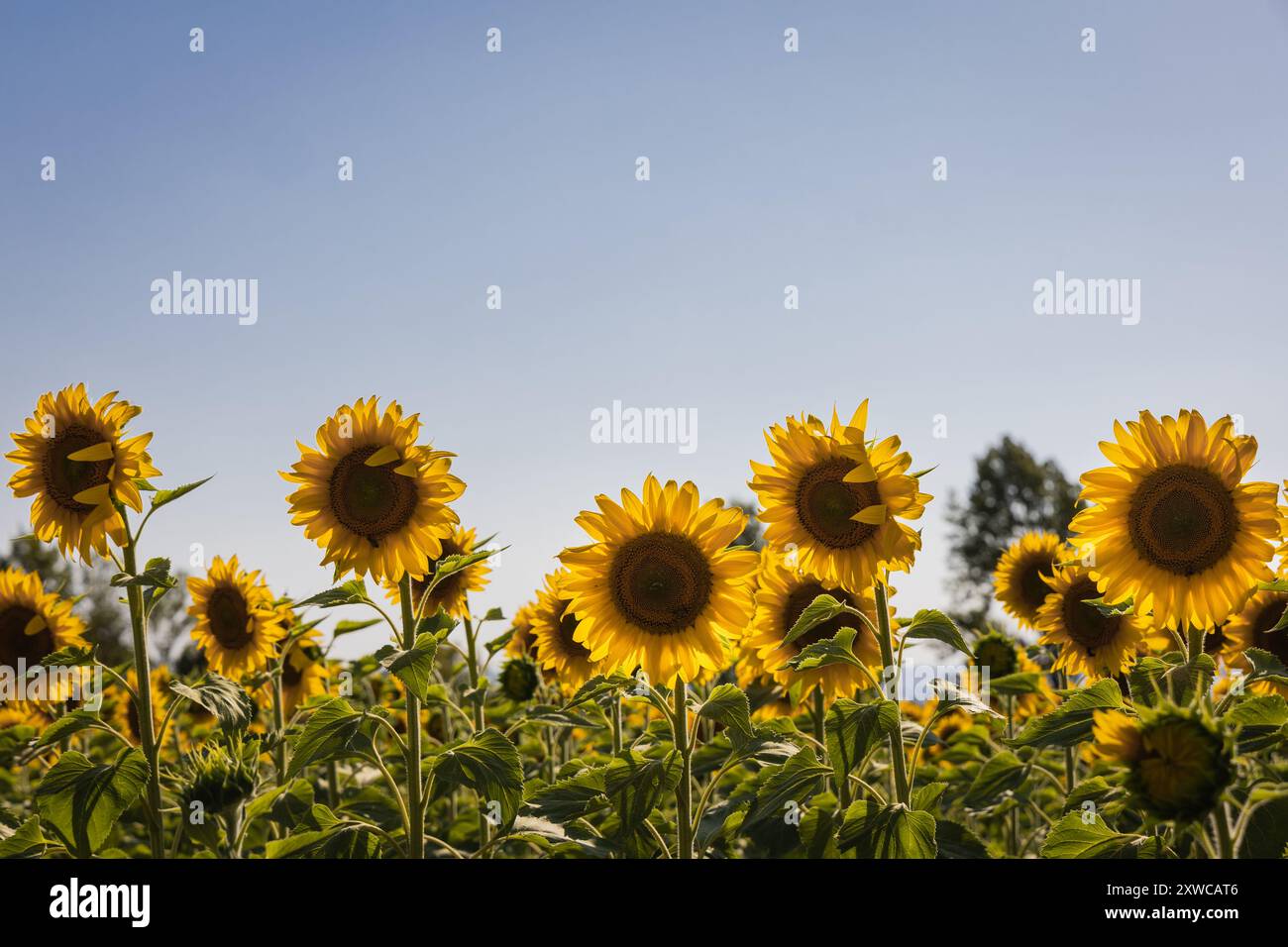 Girasoli sotto il cielo azzurro a Burgos, Spagna Foto Stock