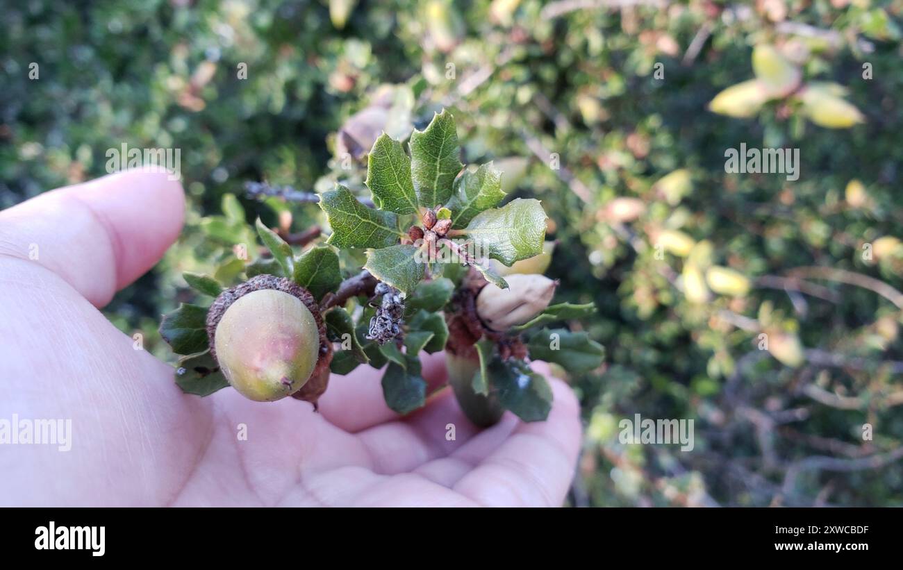 Quercia della California (Quercus berberidifolia) Plantae Foto Stock