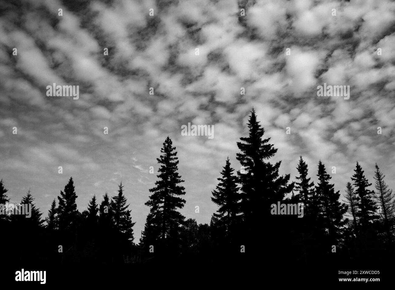 Immagine in bianco e nero di pini e nuvole, Maine Foto Stock