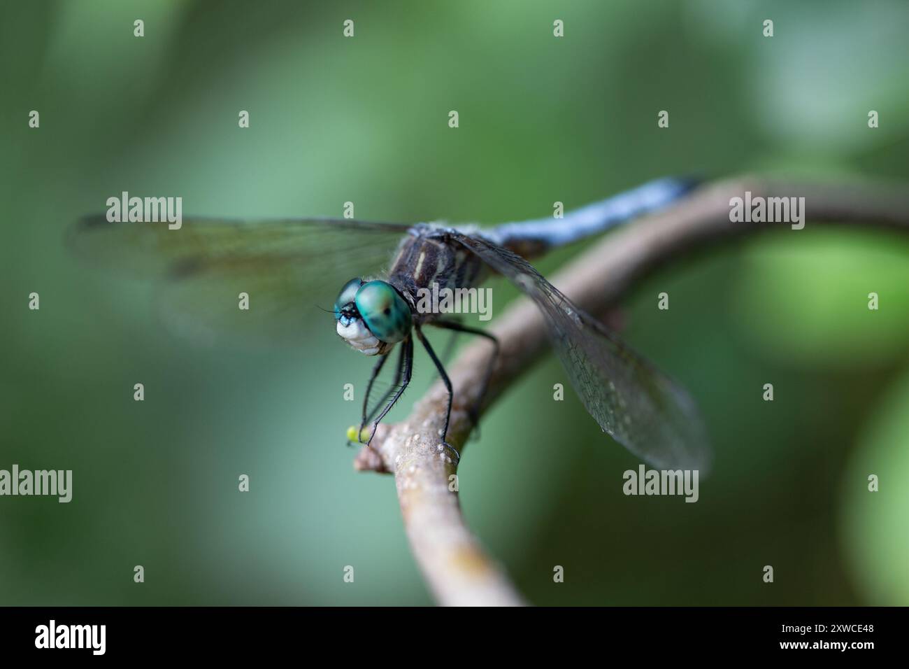 Primo piano di Dragonfly verde e blu su una diramazione con sfondo disattivato Foto Stock