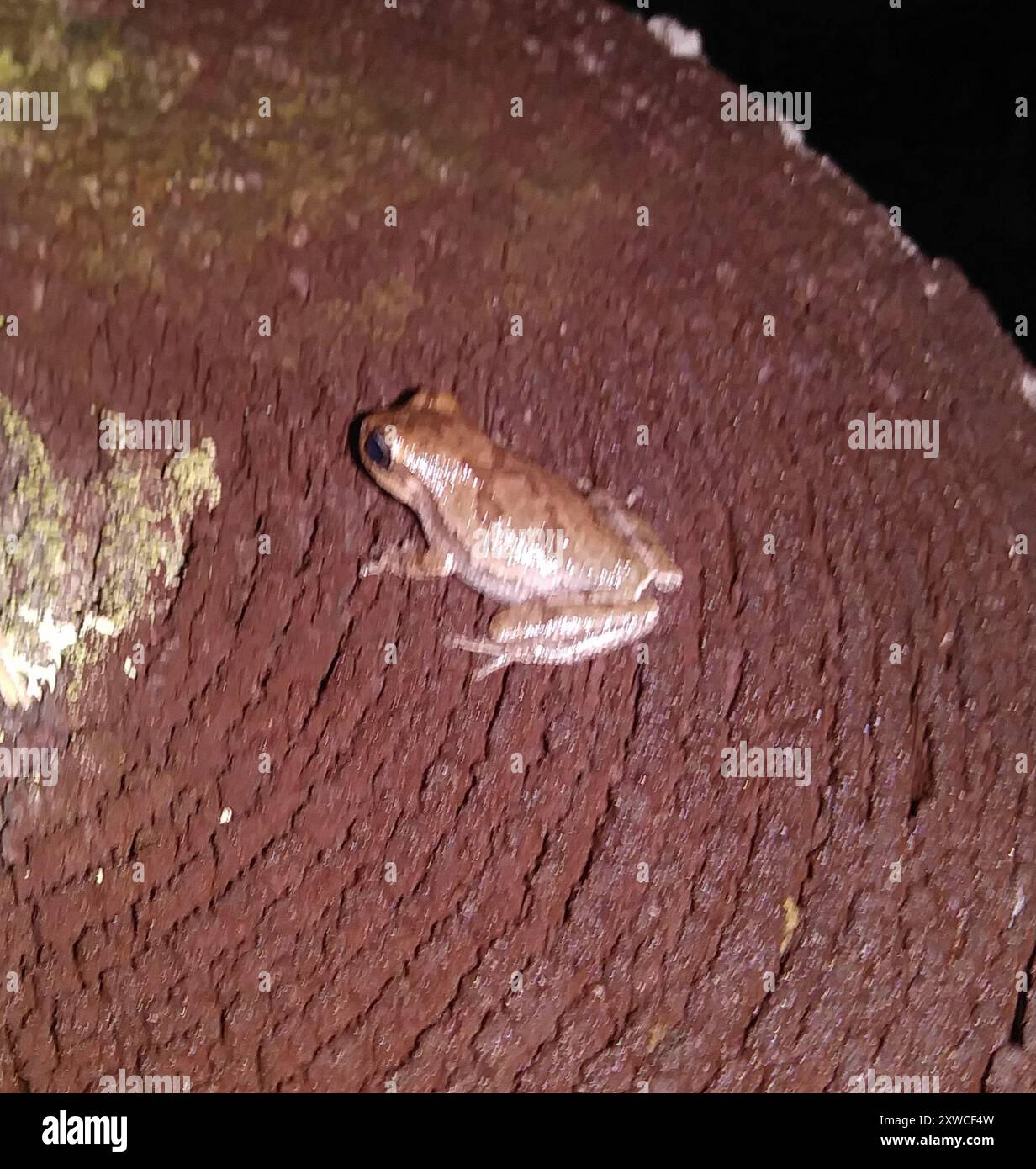 Pine Woods Tree Frog (Hyla femoralis) Amphibia Foto Stock