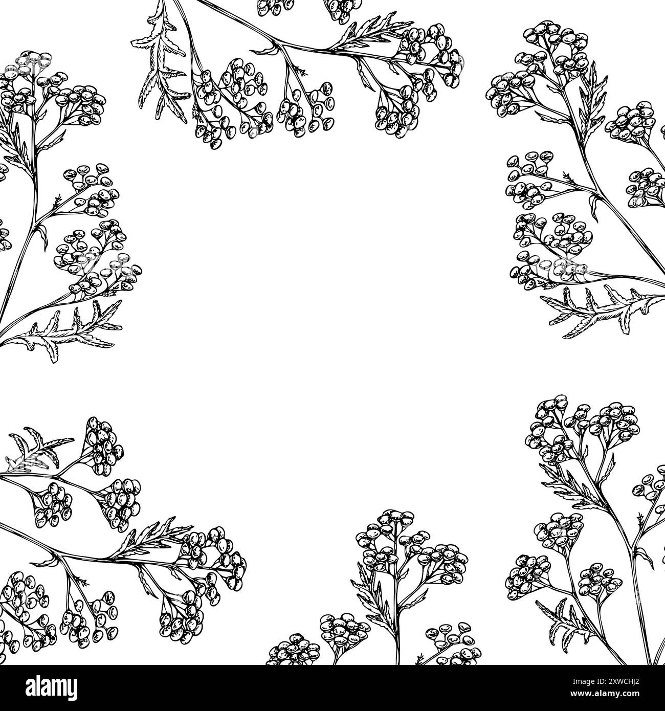 Telaio vettoriale, cartolina con Tansy. Fiore Tanacetum Vulgare dipinto a mano. Clip art grafica isolata sullo sfondo. Illustrazione botanica e di nozze. Illustrazione Vettoriale