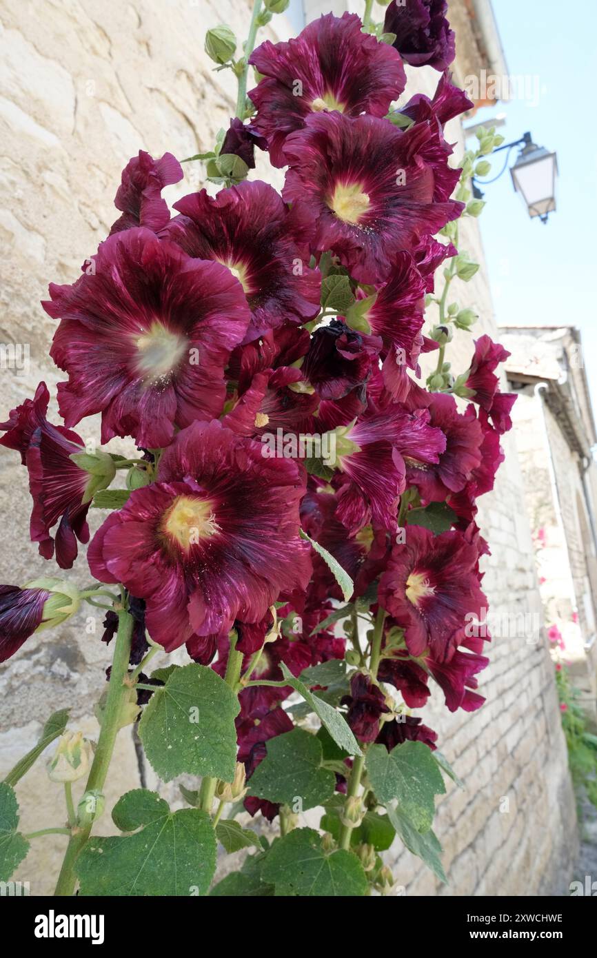 Fiori Hollyhock sul muro a Tusson, in Francia. Foto Stock