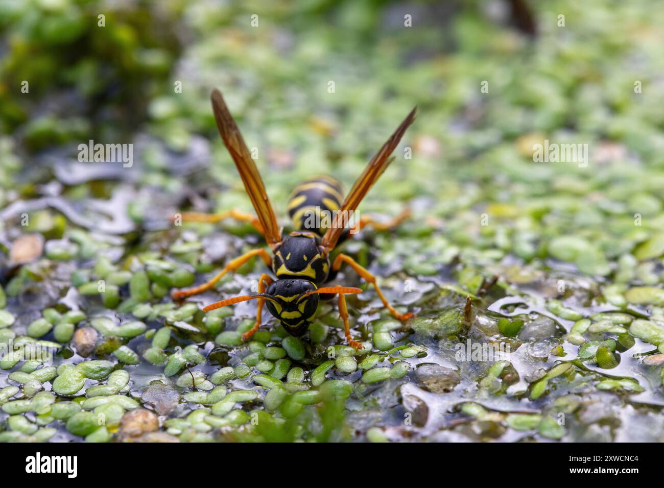 La vespa europea sta bevendo una bevanda d'acqua da uno stagno coperto di erba anatra verde brillante Foto Stock