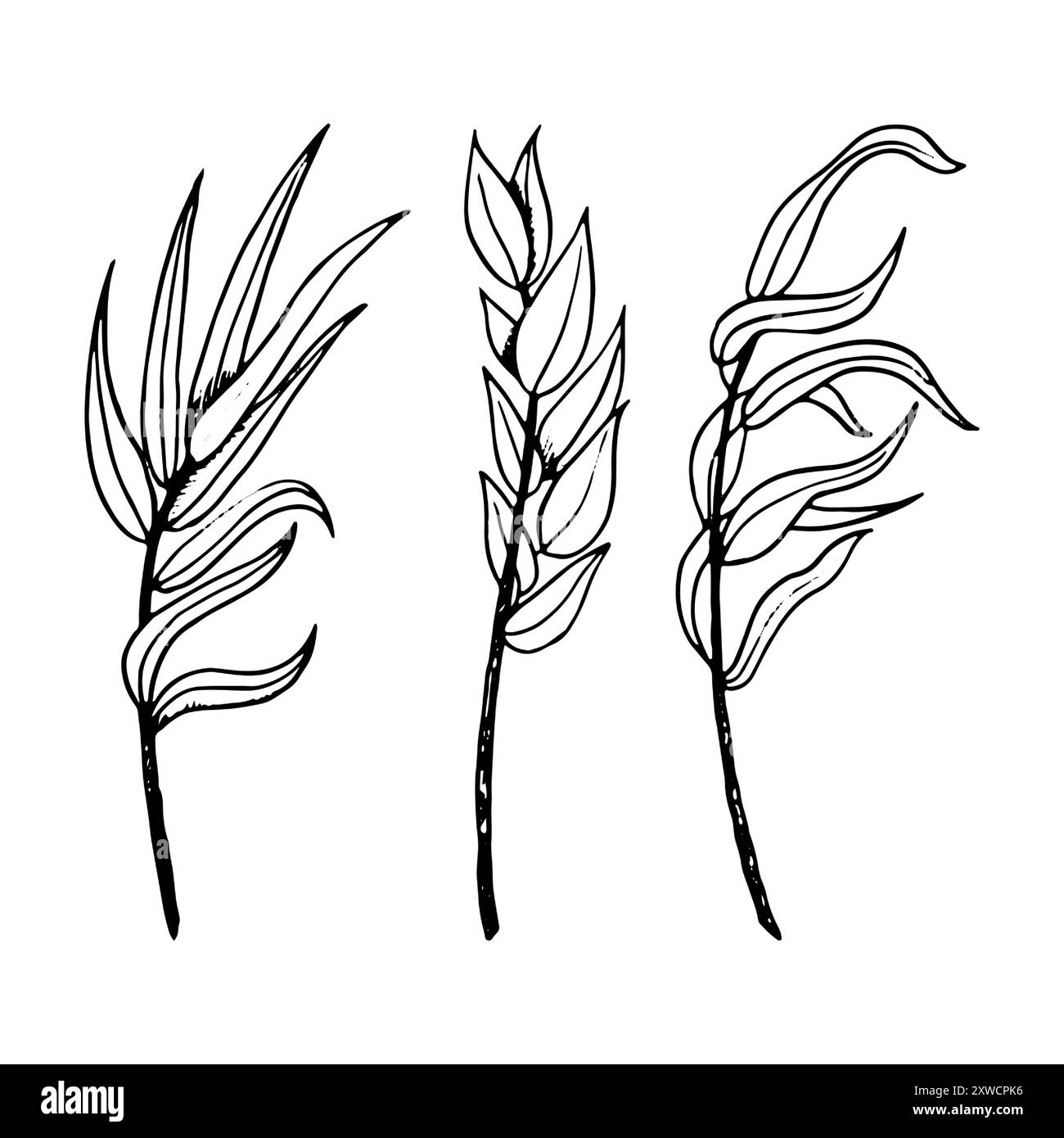 Delinea il mirto e i rami di salice in bianco e nero Illustrazione Vettoriale