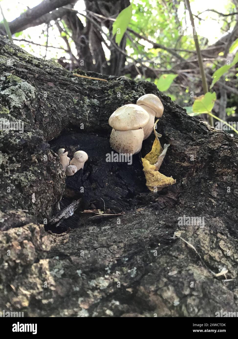 Funghi all'olmo (Hypsizygus ulmarius) Foto Stock