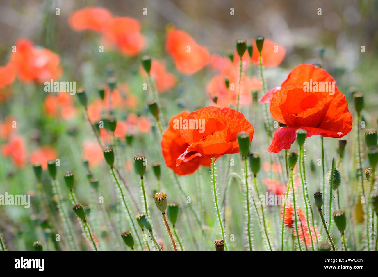 Papaveri di campo rosso (Papaver rhoeas) che crescono al margine di un campo di orzo. August, Kent, Regno Unito Foto Stock