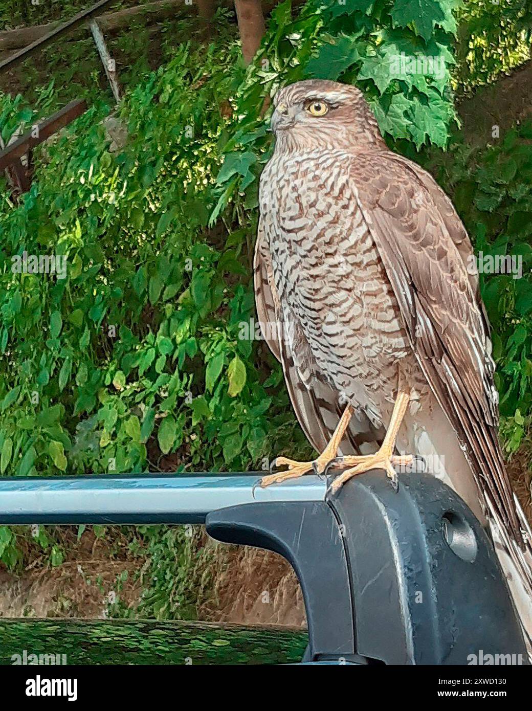 Primo piano di Sparrowhawk sul bagagliaio di un'auto Foto Stock