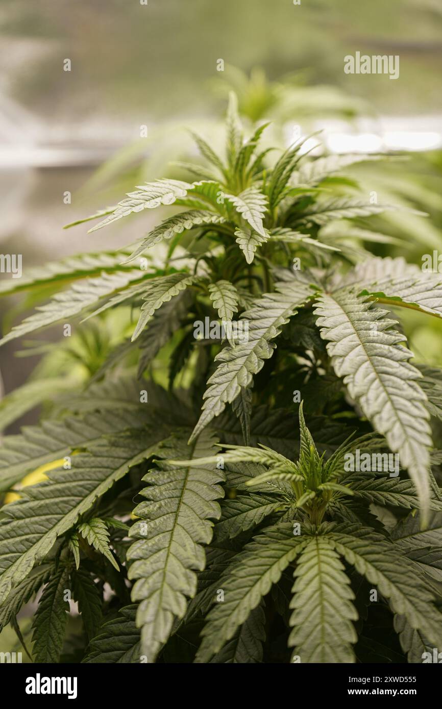 Giovani piante di Cannabis che crescono al chiuso. Foto Stock