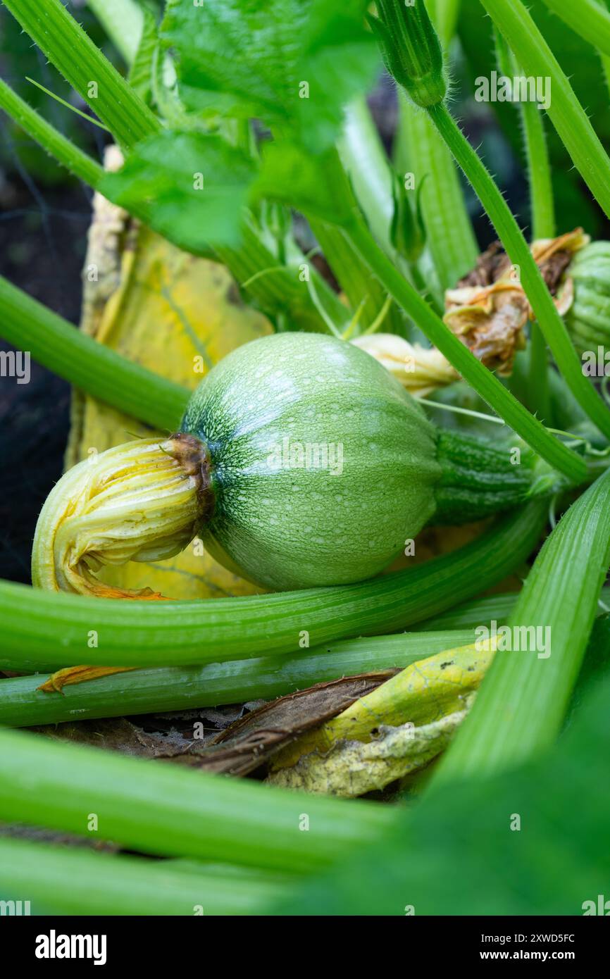 Zucchine tonde che crescono sulla pianta. Foto Stock