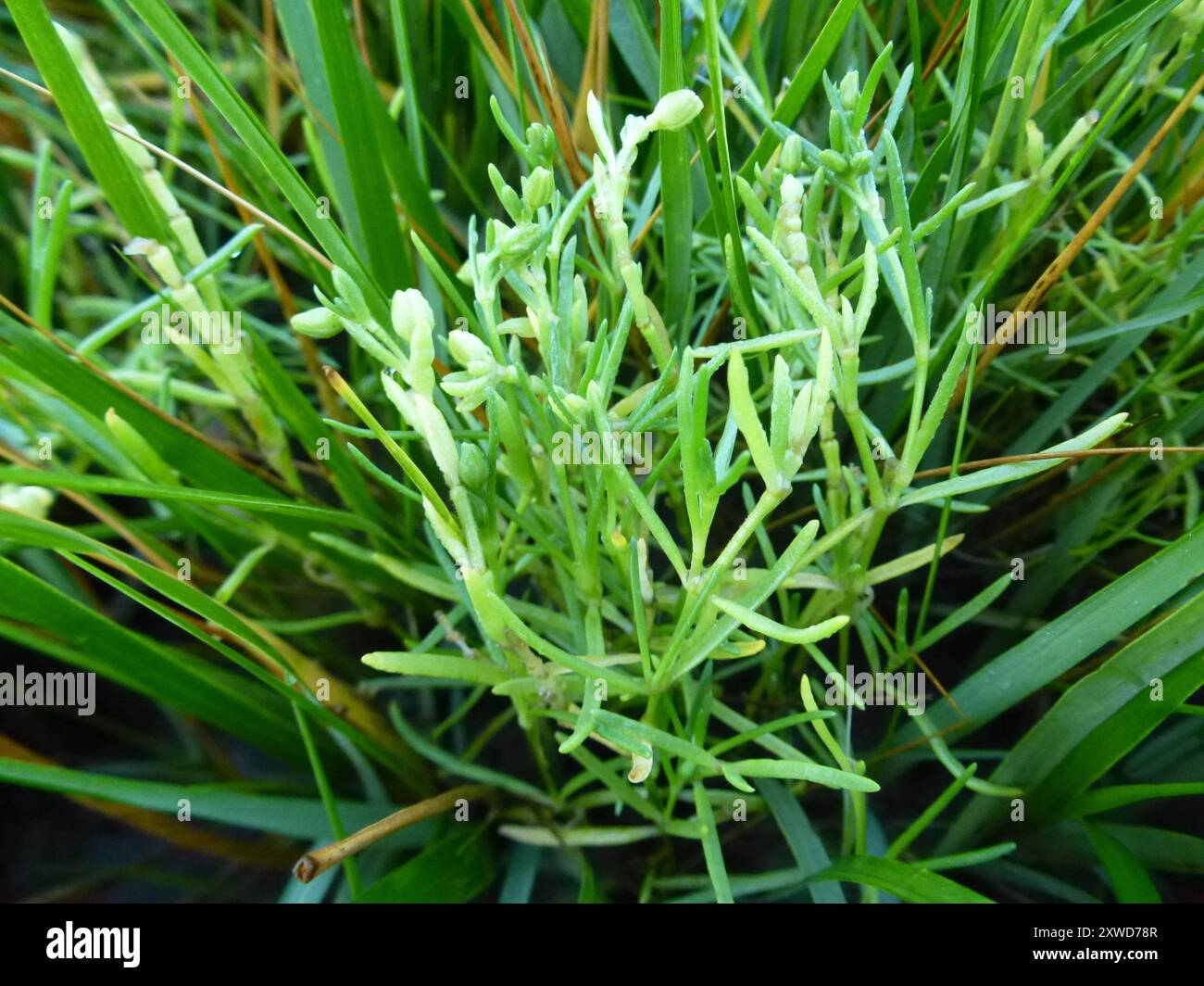 Alghe erbacee (Suaeda maritima) Plantae Foto Stock