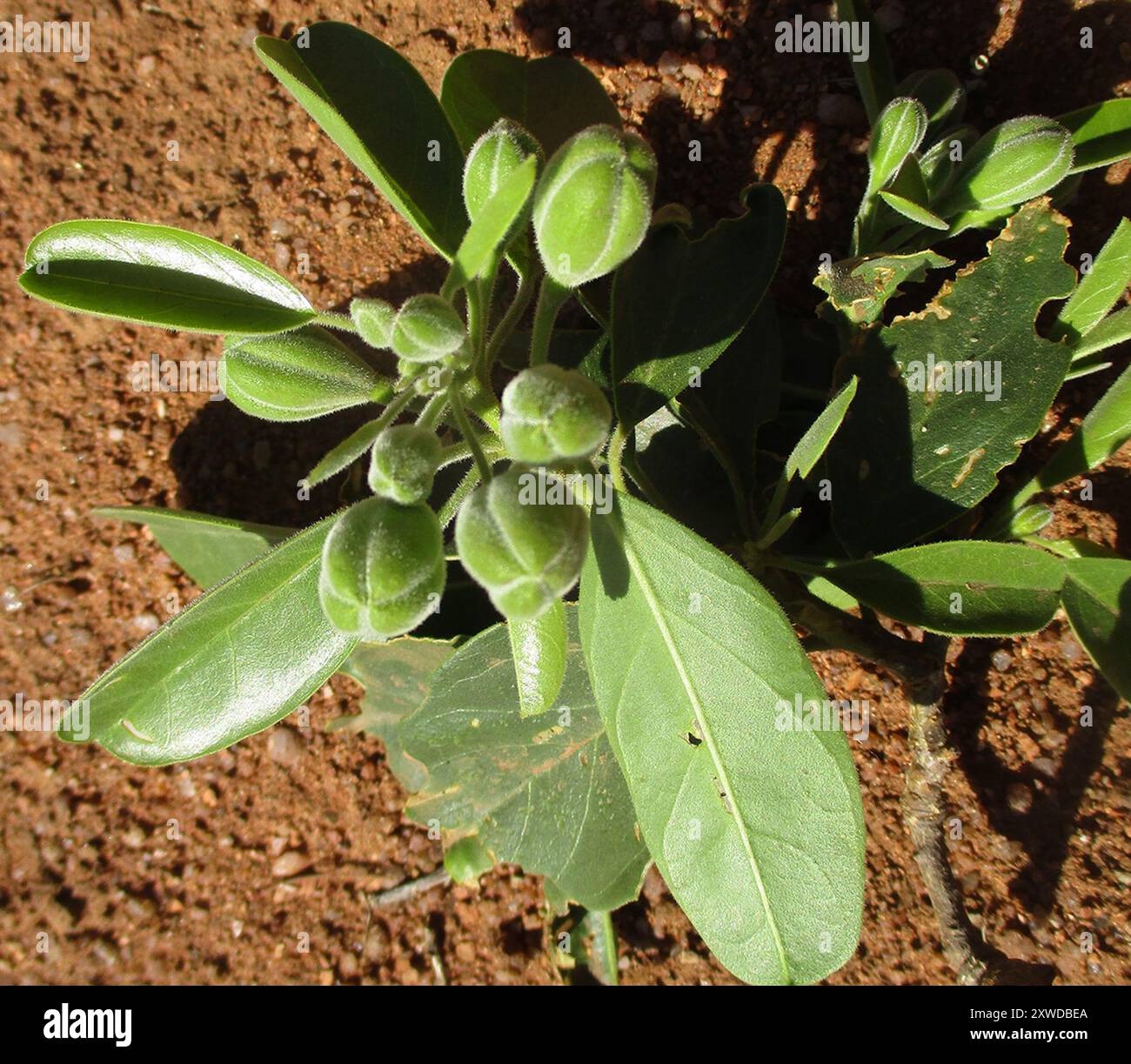Fagioli di perle (Maerua angolensis angolensis) Plantae Foto Stock