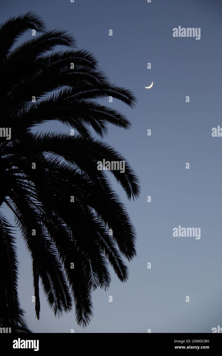 Luna mezzaluna e palma Foto Stock