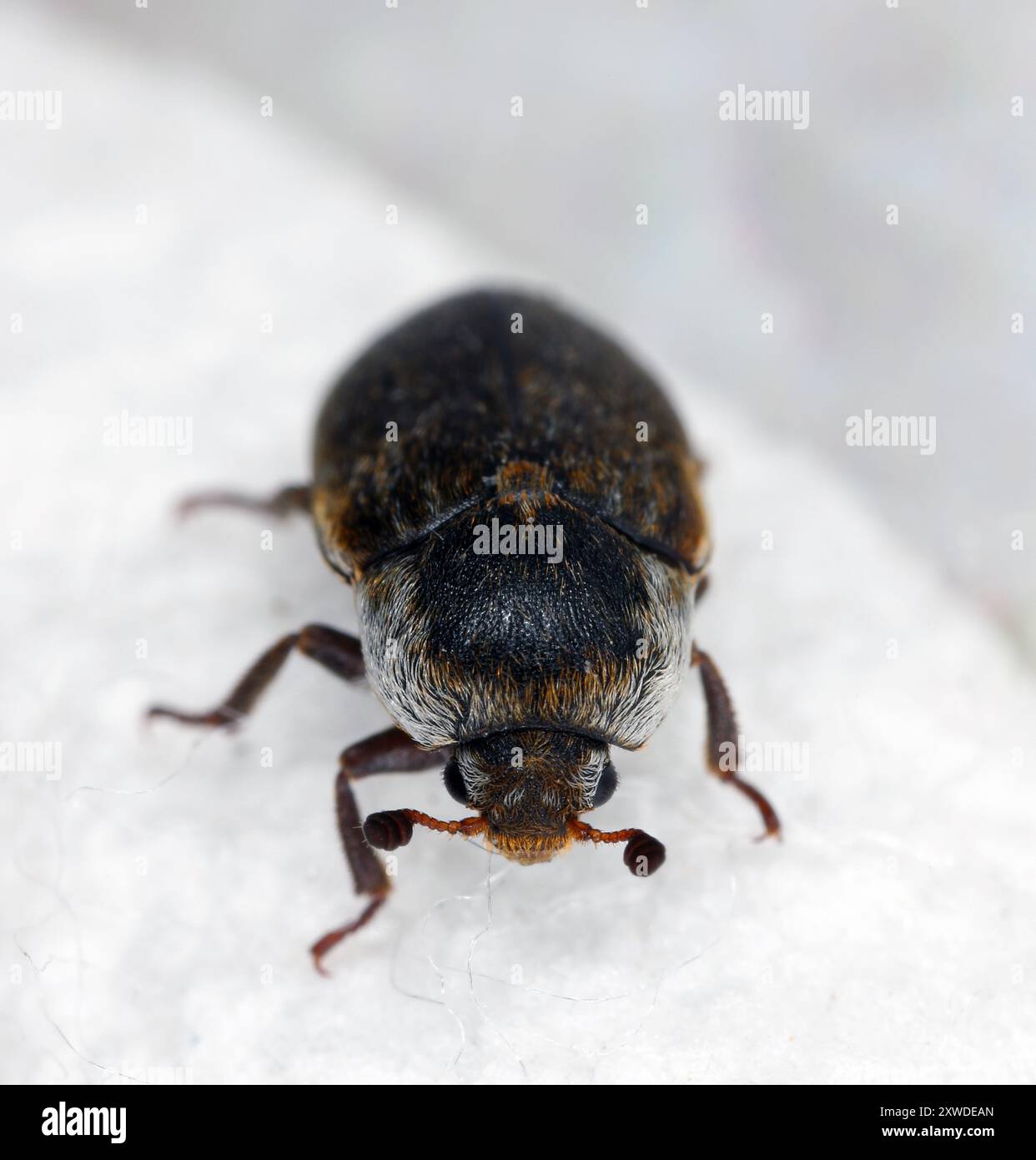 Scarabeo in pelle (Dermestes sibiricus). Coleottero cutaneo. Un parassita comune nelle case. Vista frontale. Foto Stock