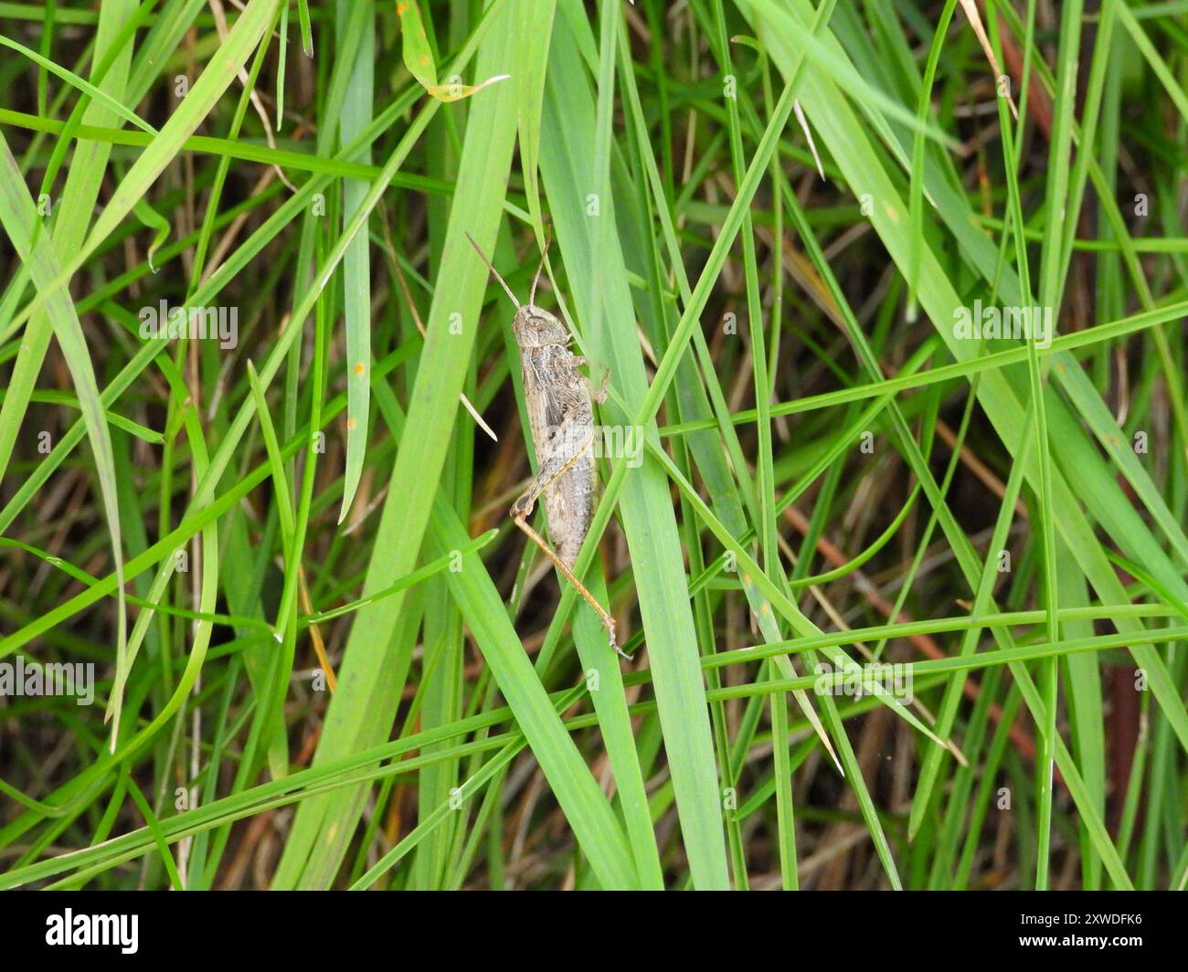 Grasshopper (Chorthippus apricarius) Insecta Foto Stock