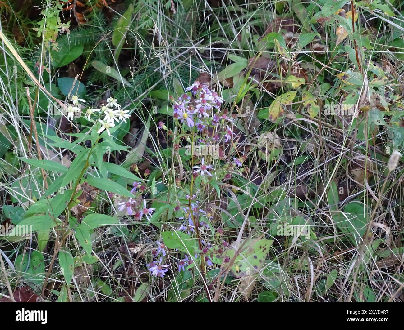 Aster (Symphyotrichum ciliolatum) Plantae di Lindley Foto Stock