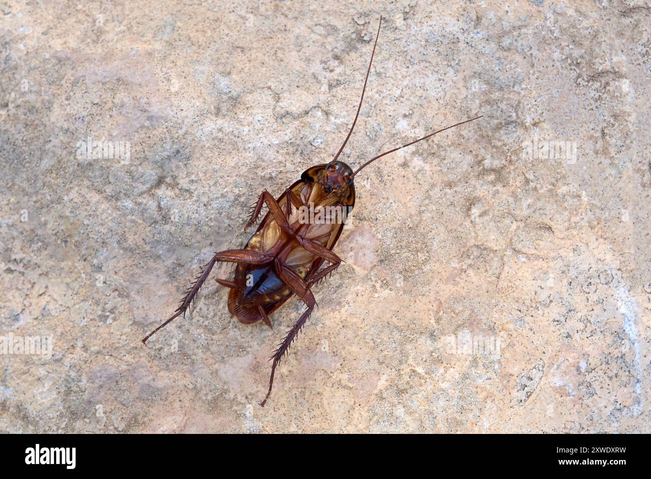 Scarafaggio morto (Cockroach australiano - Periplaneta australasiae) disteso sulla schiena Foto Stock