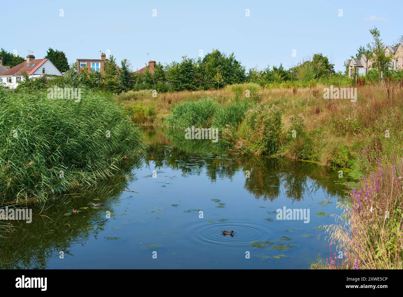 Laghetto sul sito del vecchio campo sportivo Kodak vicino alla lapide di Harrow, Greater London UK Foto Stock