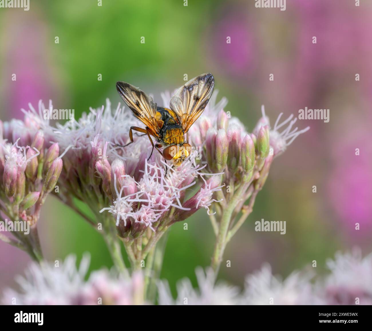 Colorata mosca tachidea, Ectophasia crassipennis una mosca parassita, maschio, che si nutre di nettare di fiori Eupatorium cannabinum, canapa-agrimonia, in un giardino Foto Stock