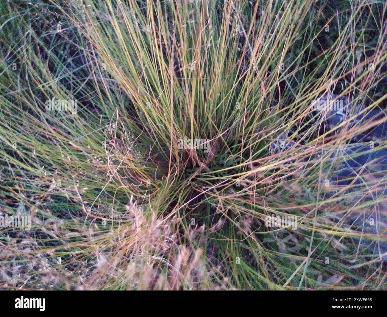 prairie dropseed (Sporobolus heterolepis) Plantae Foto Stock