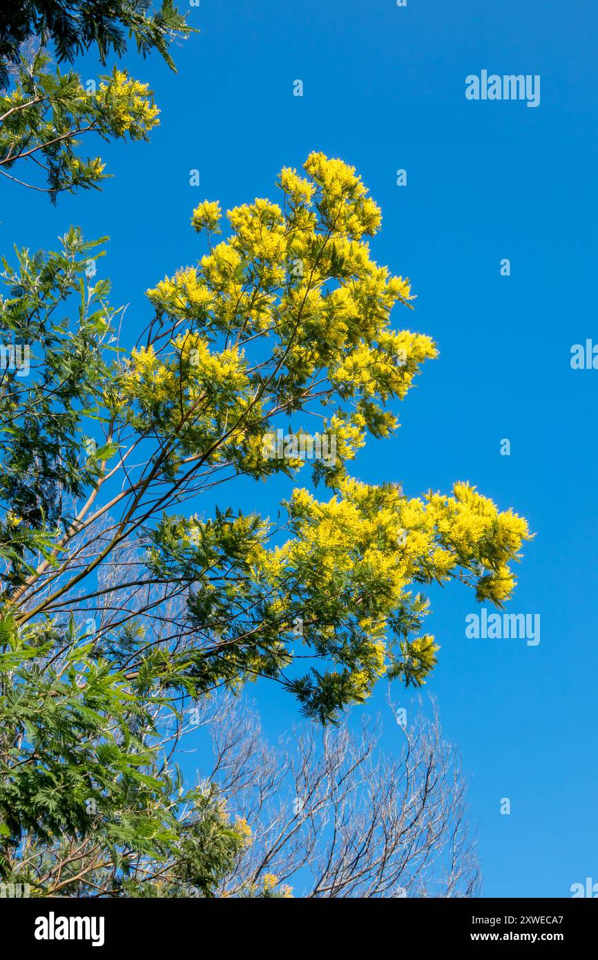 Mimosa fiore giallo in Provenza. Foto Stock