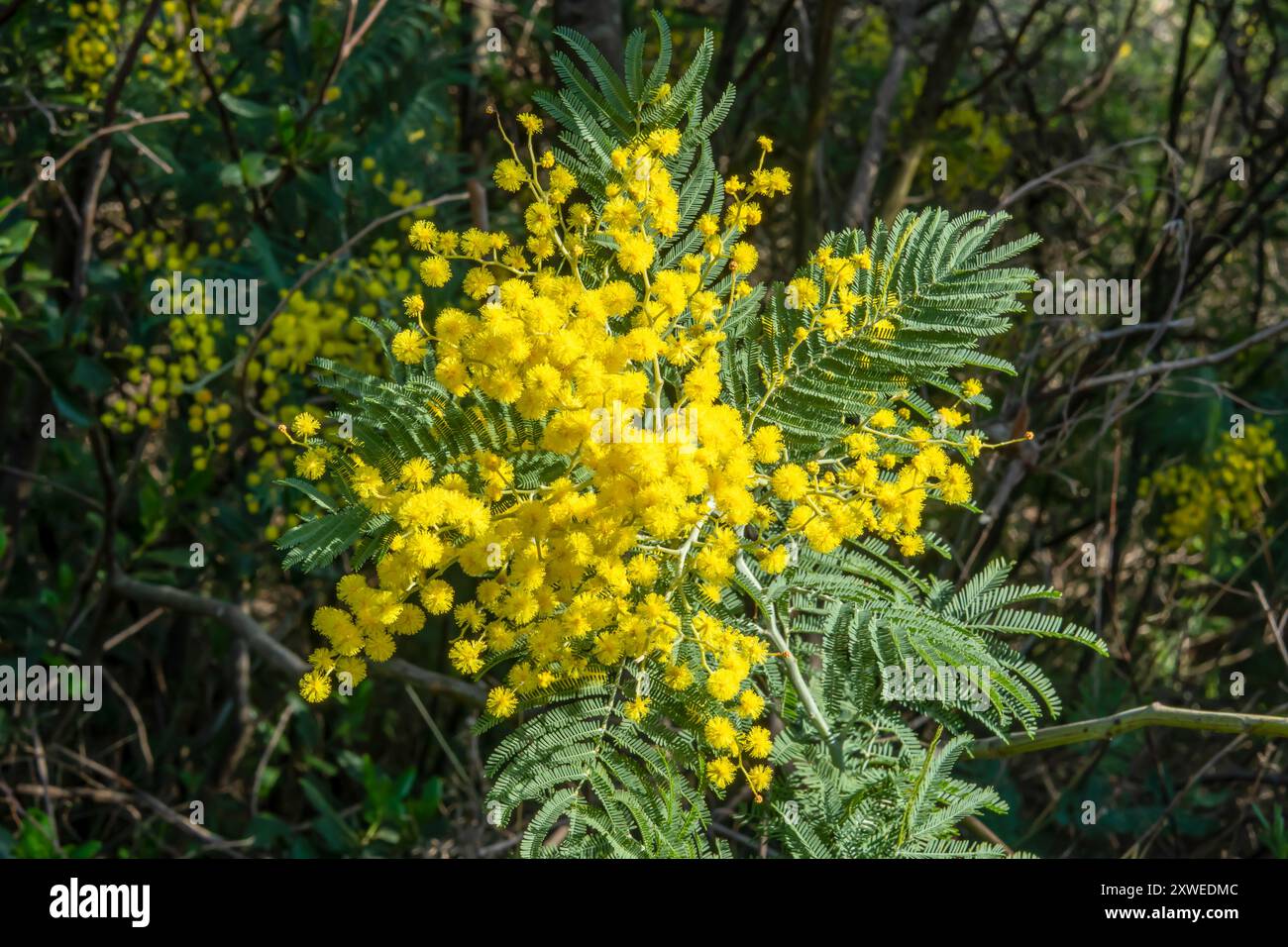 Mimosa fiore giallo in Provenza. Foto Stock