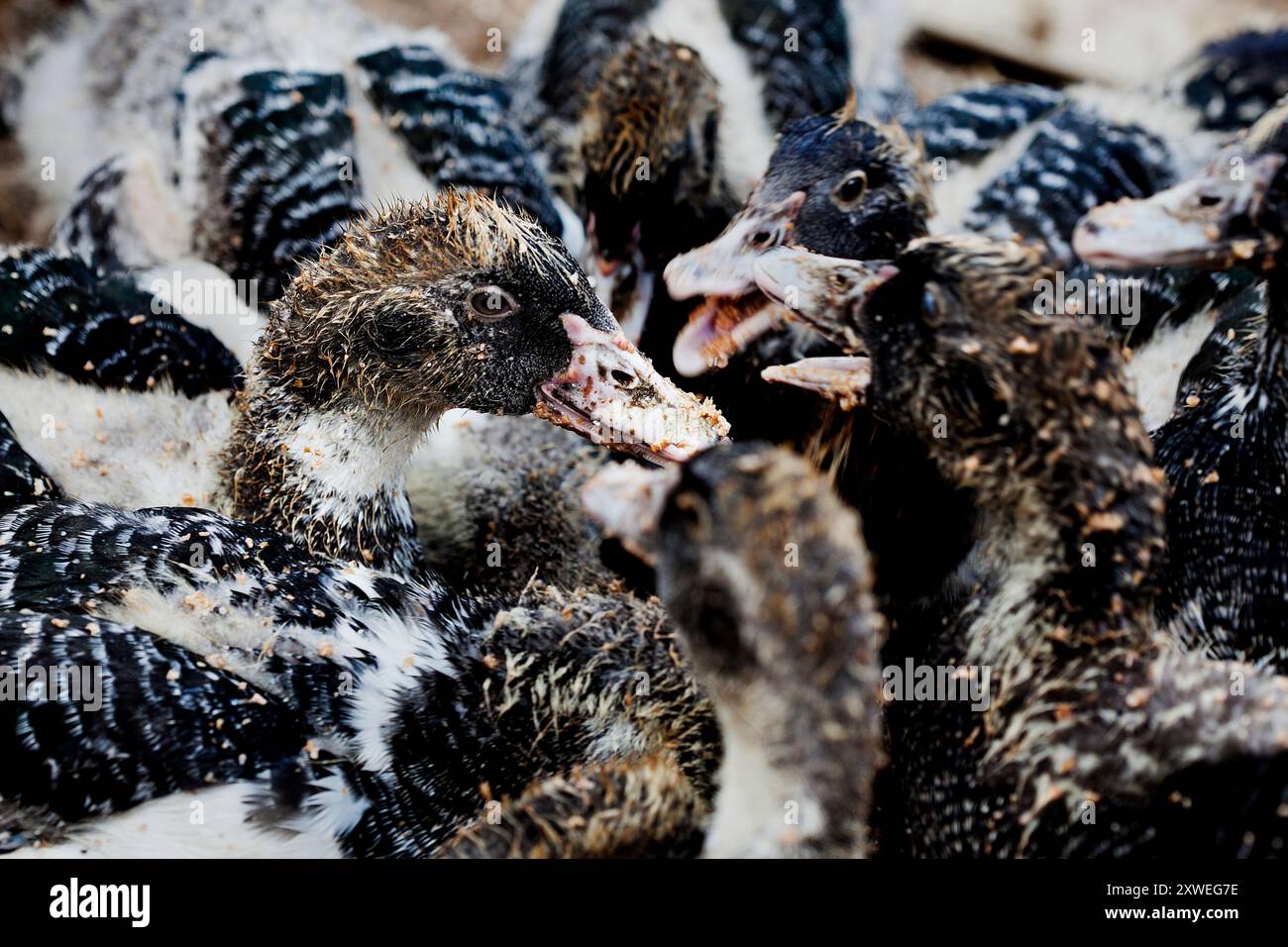 Alimentazione delle anatre all'aperto. Foto Stock