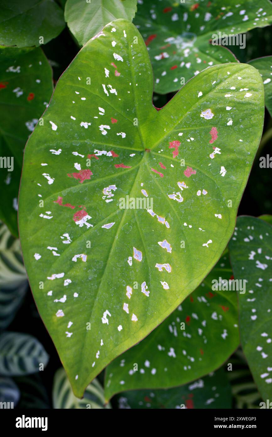 Heart of Jesus, Elephant Ear or Fancy Leaved Caladium, Caladium bicolor, Araceae. Tropicale Centro e Sud America. Viene coltivata come pianta domestica. Foto Stock