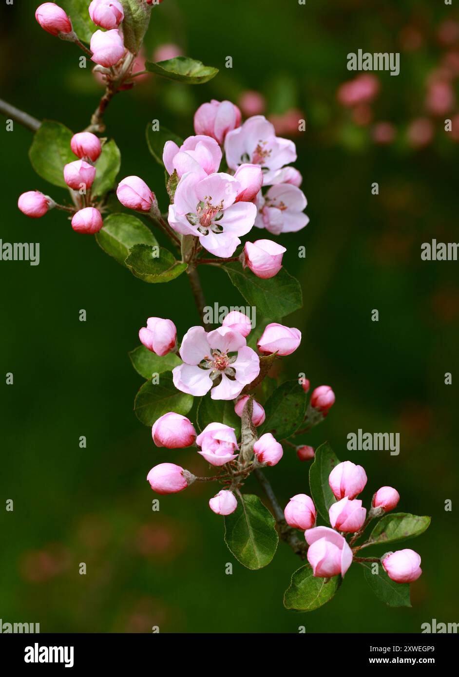 "Red Tip Crab" Crabapple, Malus, Rosaceae. Fioritura. Foto Stock