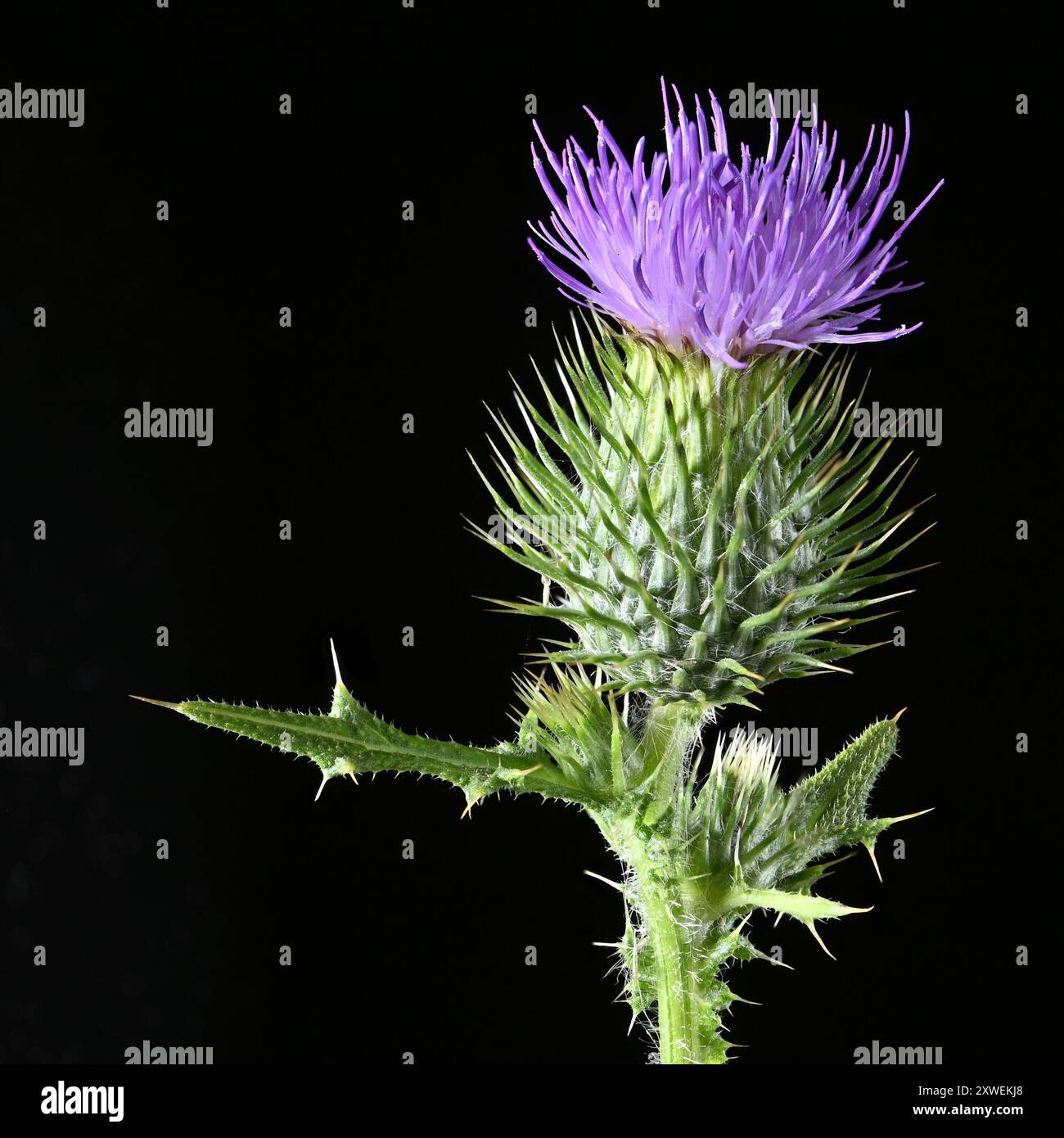Scatto in studio (immagine sovrapposta) di un fiore di Cardo (Cirsium vulgare) su sfondo nero Foto Stock