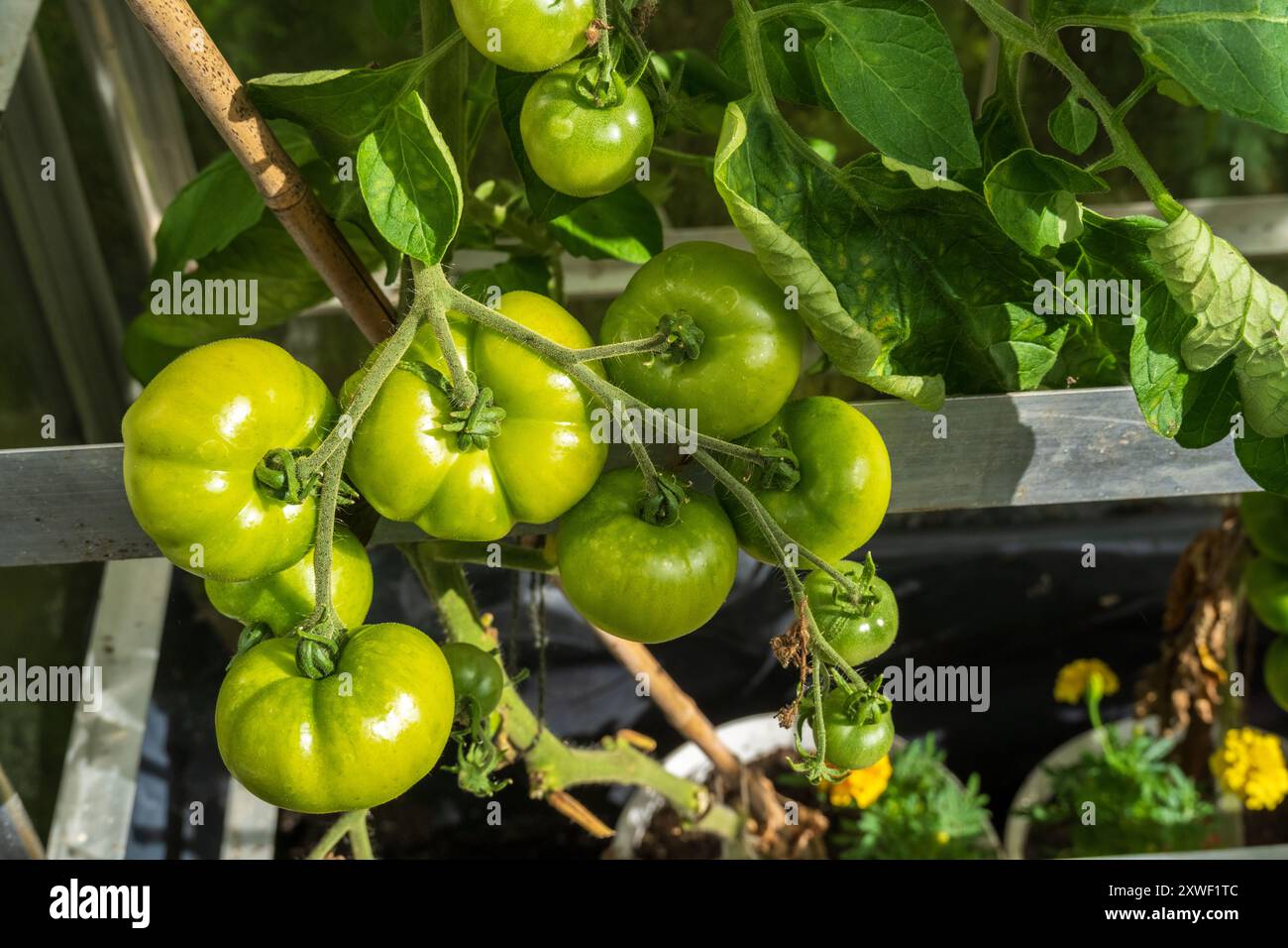 Pomodori coltivati in casa in attesa di maturare sulla vite nella serra Foto Stock