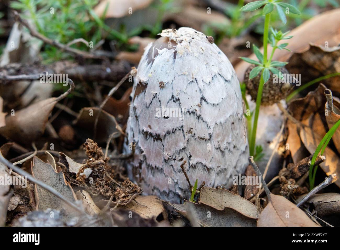 Coprinopsis picacea, comunemente noto come fungo magpie, fungo magpie, o fungo magpie inkcap, è una specie di fungo della famiglia Psathyrellace Foto Stock