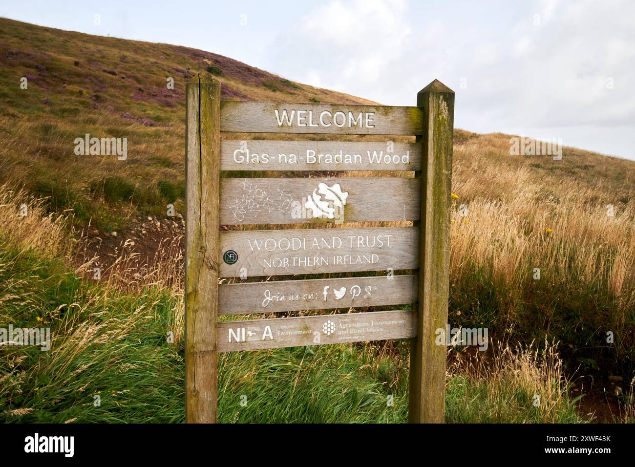 collinward hill in legno di vetro-na-bradan newtownabbey, contea di antrim, irlanda del nord, regno unito Foto Stock