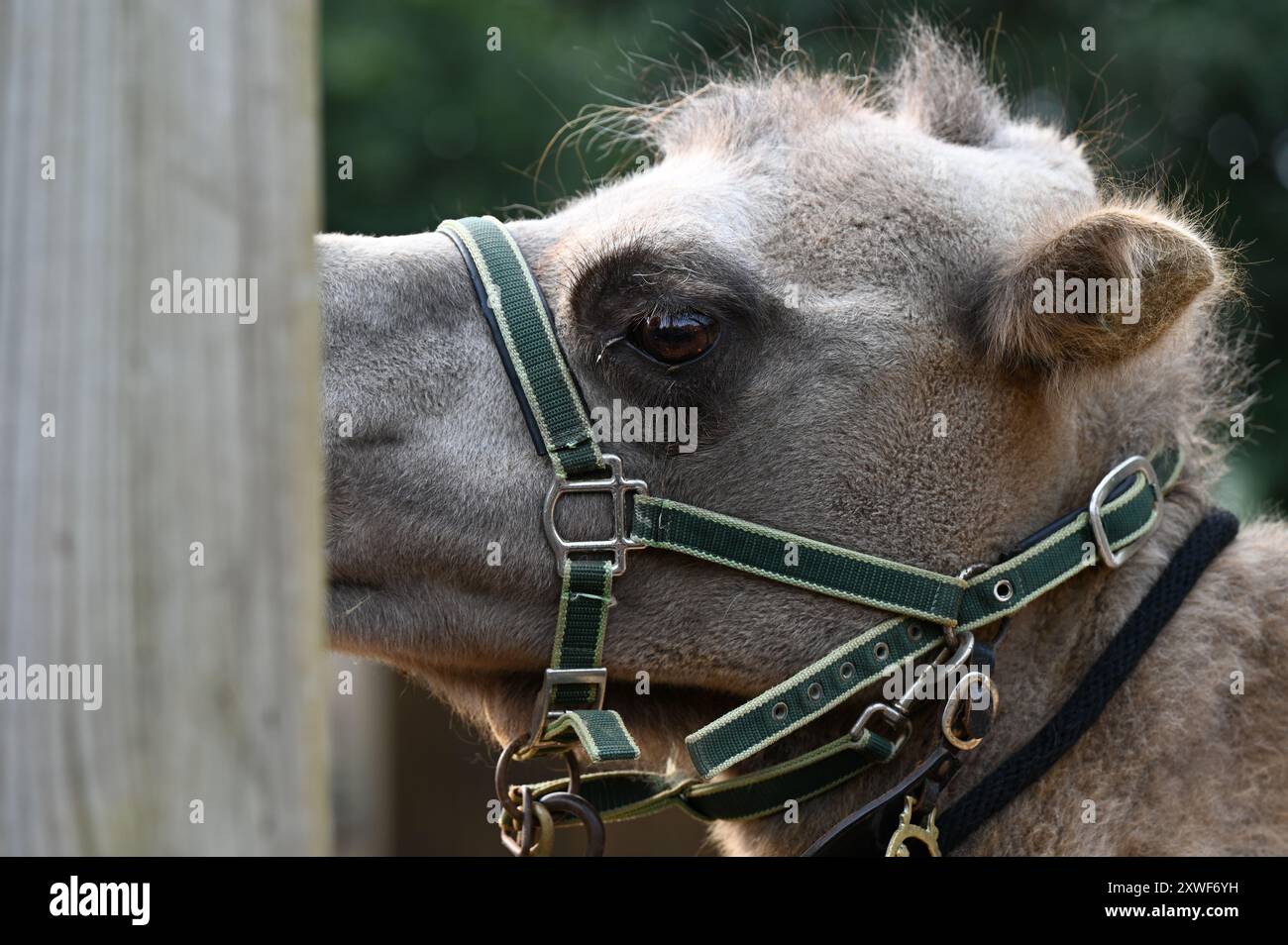 Pesatura annuale del cammello alla ZSL per Neomie . Allo Zoo di Londra . Il cammello battriano (Camelus bactrianus), noto anche come cammello mongolo, cammello battriano domestico o cammello a due gobbe, è un grande cammello originario delle steppe dell'Asia centrale. Ha due gobbe sulla schiena, in contrasto con il dromedario a una sola megattera. La sua popolazione di 2 milioni esiste principalmente nella forma addomesticata. Il loro nome deriva dall'antica regione storica della Battria. Foto Stock