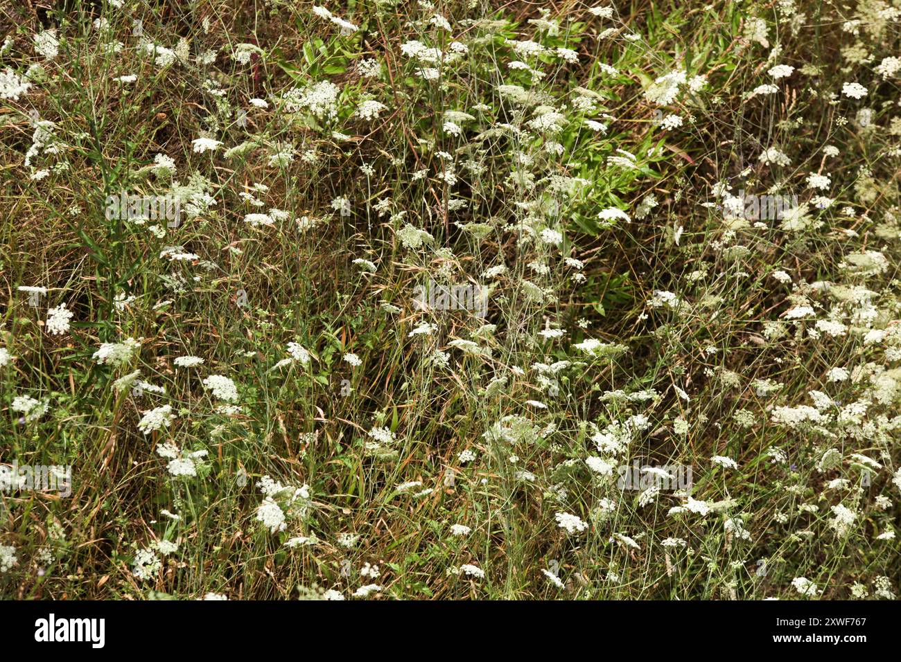 Un campo con erba verde alta. Piccoli fiori alti che crescono all'interno. Orizzontale. Sfondo. Trama Foto Stock