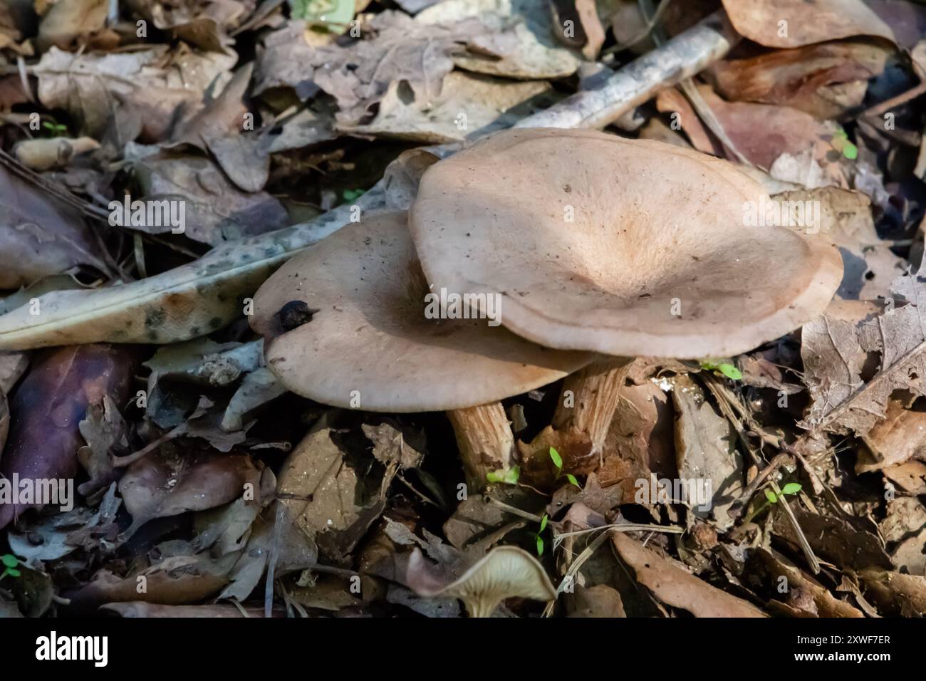 Il Lactarius subdulcis, comunemente noto come tappo del latte leggero o tappo del latte di faggio, è un fungo commestibile del genere Lactarius Foto Stock