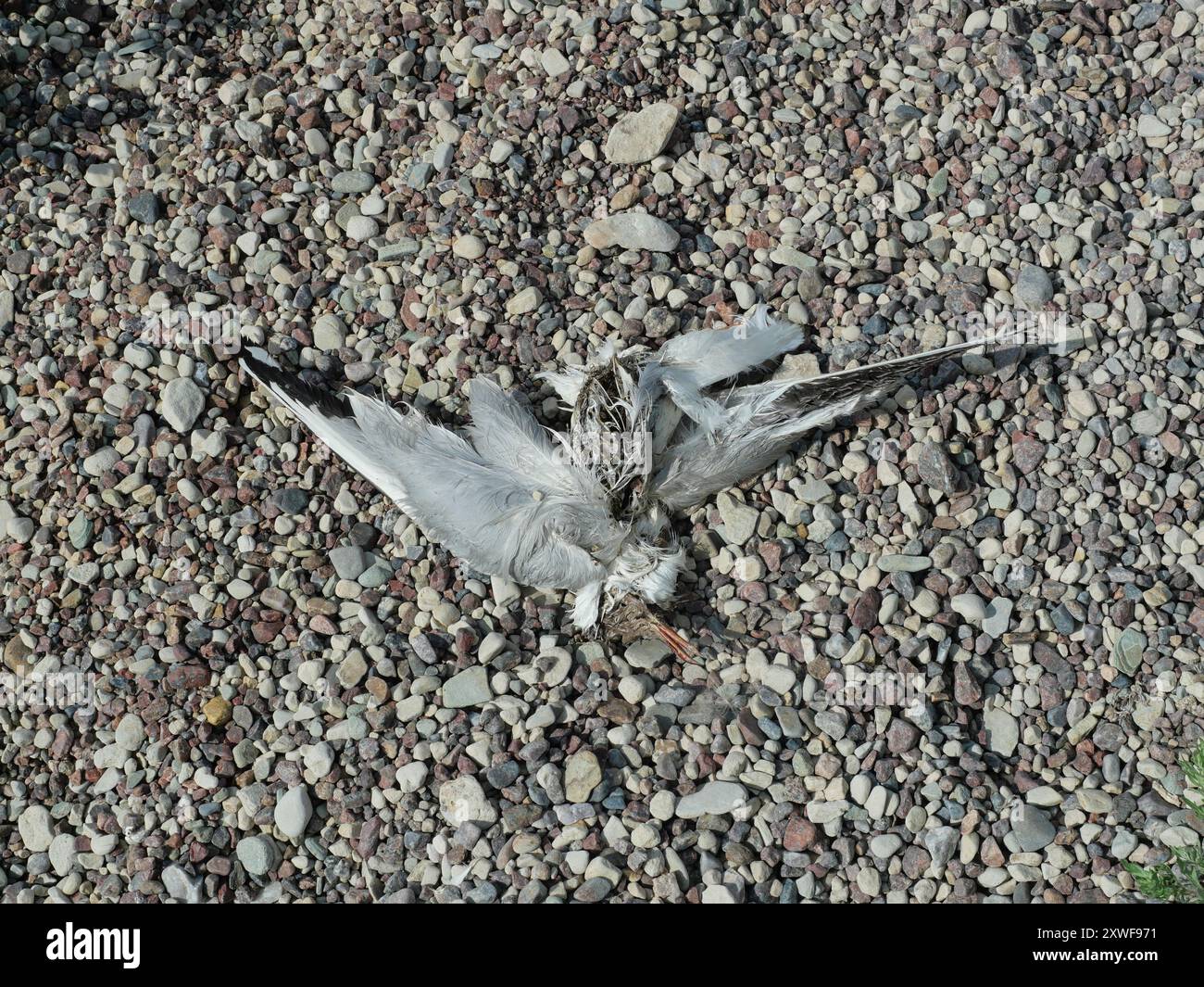 Gabbiano morto sulla spiaggia, una parte naturale del ciclo. Evidenzia la fragilità dell'ecosistema costiero e ci ricorda i responsabili ambientali Foto Stock