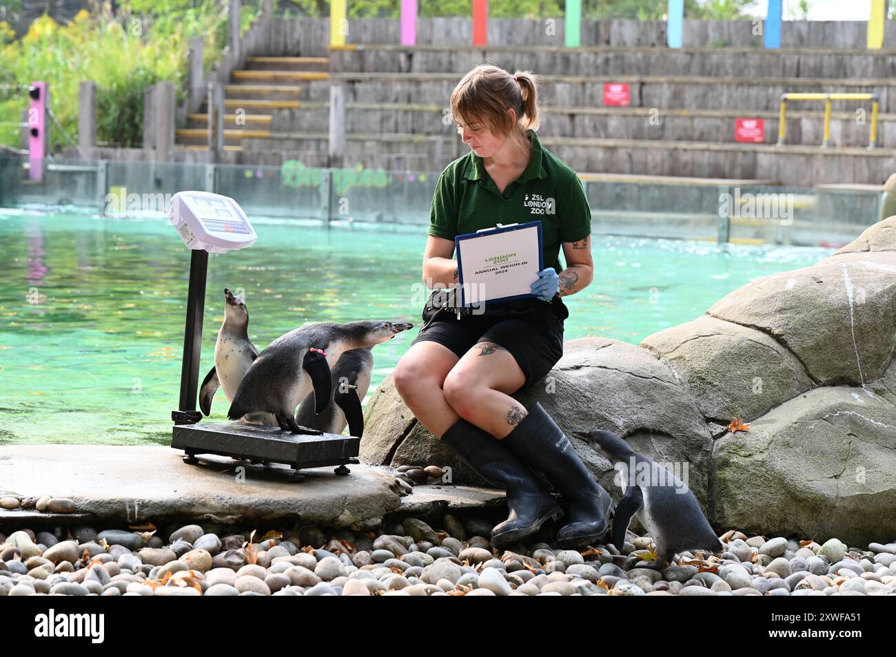 Il pinguino annuale pesa per il pinguino allo zoo di Londra, tutti chiamati Swiftie . Il pinguino Humboldt è un pinguino di medie dimensioni. Risiede in Sud America, lungo la costa pacifica del Perù e del Cile. I suoi parenti più vicini sono il pinguino africano, il pinguino di Magellano e il pinguino di Galápagos. Foto Stock