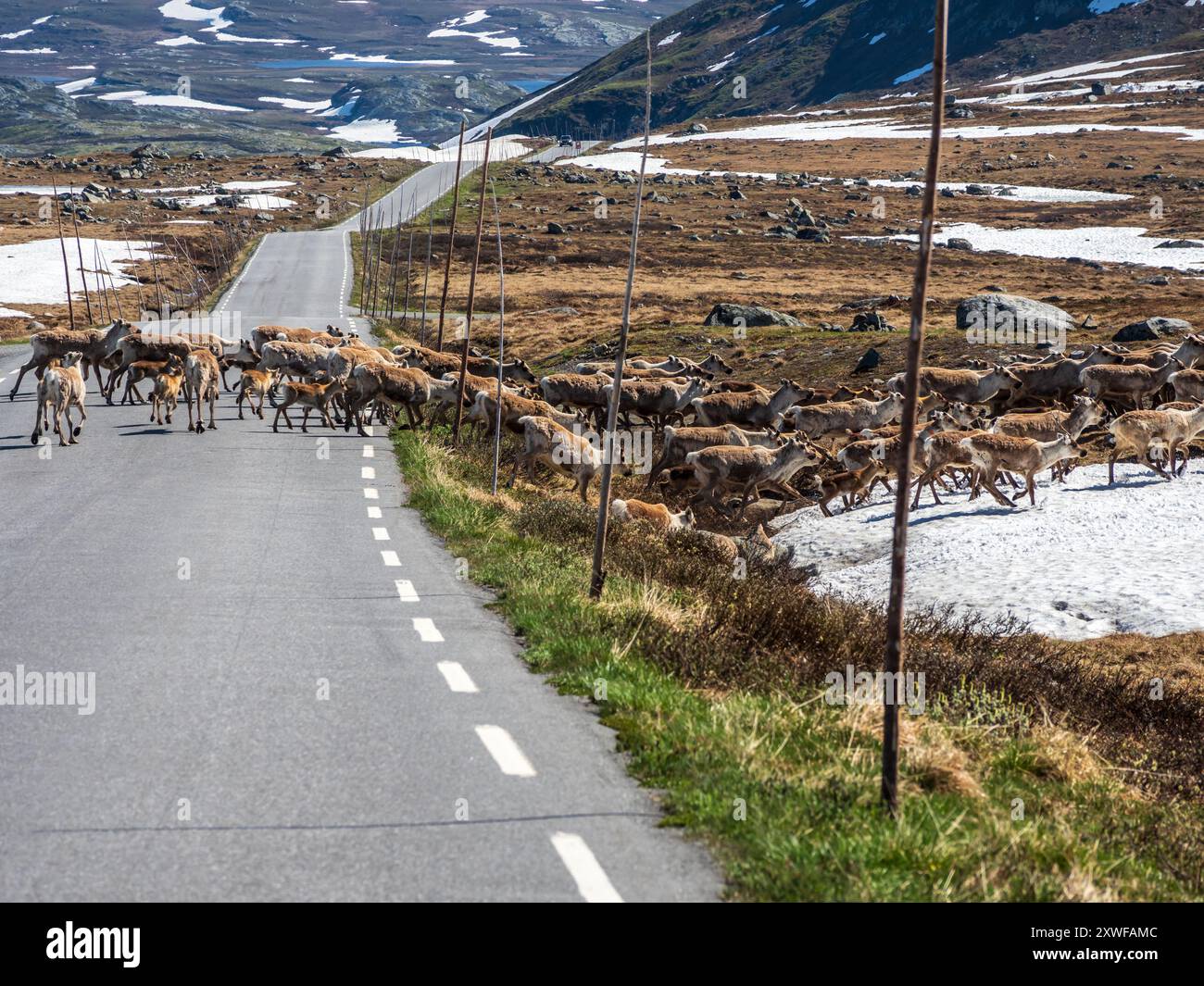 Renne selvatiche che attraversano la strada di montagna, RV 55, altopiano di Valdresflya, Jotunheimen, Norvegia Foto Stock