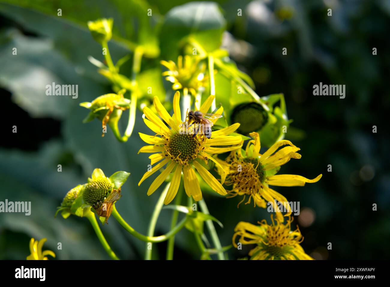 Api da miele su un girasole selvatico Foto Stock